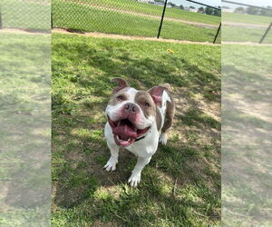 American Pit Bull Terrier-Bulldog Mix Dogs for adoption in Evansville, IN, USA