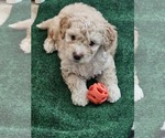 Image preview for Ad Listing. Nickname: Orange Collar