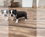 Puppy Sophia Boston Terrier