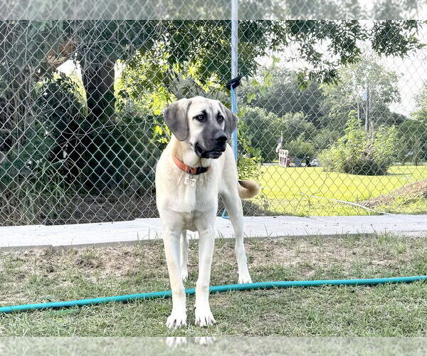 Medium Photo #7 Anatolian Shepherd-Rhodesian Ridgeback Mix Puppy For Sale in Higley, AZ, USA