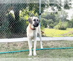 Small #6 Anatolian Shepherd-Rhodesian Ridgeback Mix