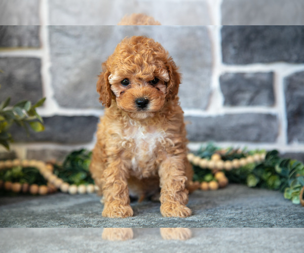 Medium Photo #2 Cockapoo (Toy) Puppy For Sale in MIFFLINBURG, PA, USA
