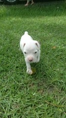 Boxer Puppy for sale in HAVANA, FL, USA