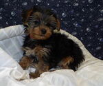 Small Photo #32 Yorkshire Terrier Puppy For Sale in PATERSON, NJ, USA