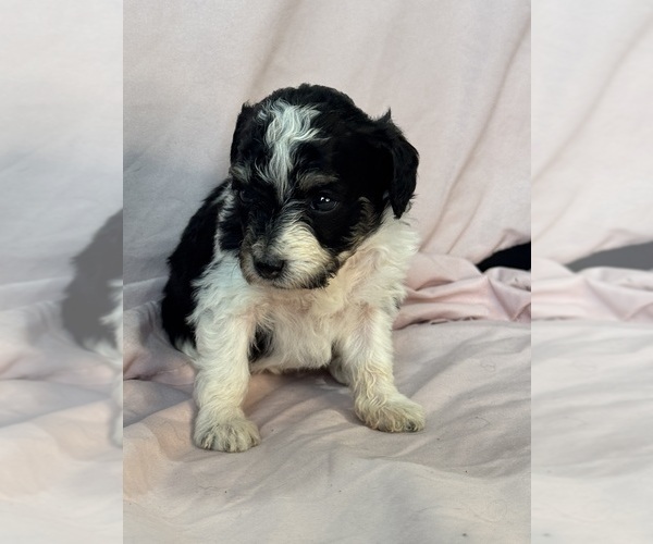 Medium Photo #8 Bernedoodle (Miniature) Puppy For Sale in LONGMONT, CO, USA