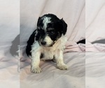 Pepper - Female Bernedoodle (Miniature) Puppy for Sale - Photo #8