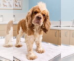 Zeppelin (NOT YET AVAILABLE) - Male Cocker Spaniel Dog for Adoption - Small photo