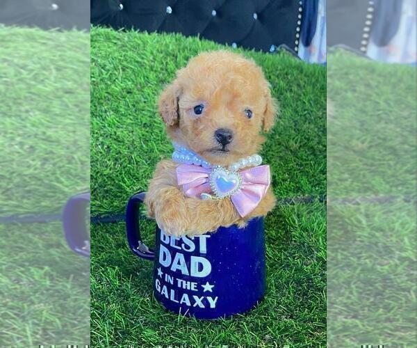 Medium Photo #19 Poodle (Toy) Puppy For Sale in THONOTOSASSA, FL, USA