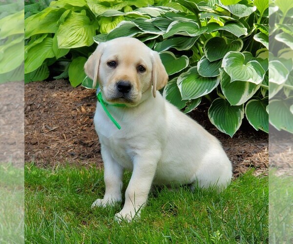 Medium Photo #1 Labrador Retriever Puppy For Sale in PARKESBURG, PA, USA