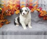 Puppy 1 Miniature Australian Shepherd