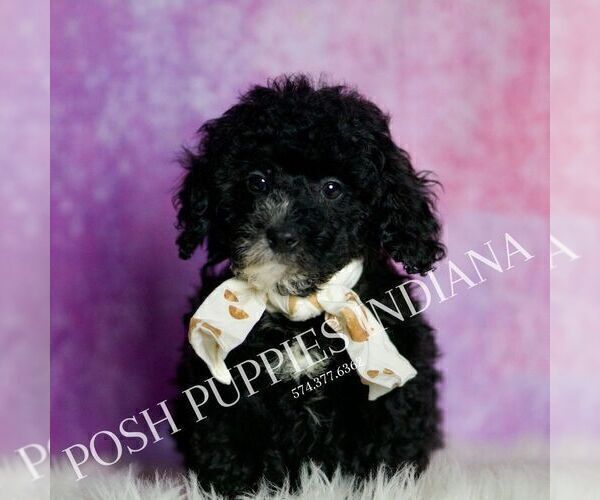 Medium Photo #7 Poodle (Miniature) Puppy For Sale in WARSAW, IN, USA