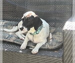 Small #10 Basset Hound Mix