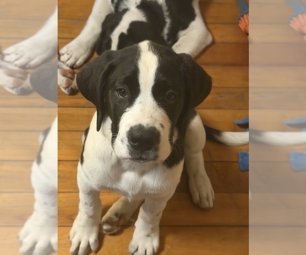 Medium Photo #52 Cane Corso-Saint Bernard Mix Puppy For Sale in WORCESTER, MA, USA