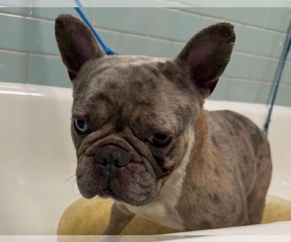 Medium Photo #3 French Bulldog Puppy For Sale in Crete, IL, USA