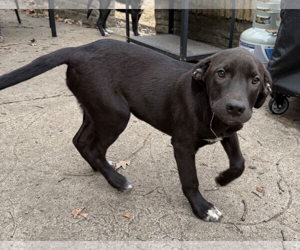 Medium Photo #2 Labrador Retriever-Retriever  Mix Puppy For Sale in Des Moines, IA, USA