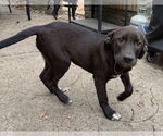 Small #1 Labrador Retriever-Retriever  Mix