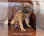 Small Photo #31 Cane Corso Puppy For Sale in LA PLATA, MD, USA