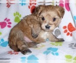Small Photo #11 Morkie Puppy For Sale in ORO VALLEY, AZ, USA