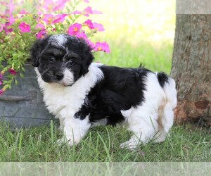 Havanese Puppy for sale in FREDERICKSBG, OH, USA