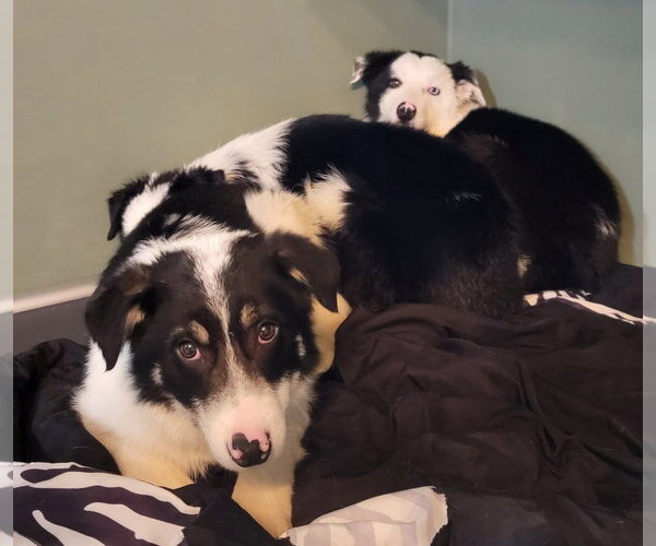 Medium Photo #5 Border Collie Puppy For Sale in Highland, IL, USA