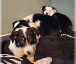 Small #4 Border Collie
