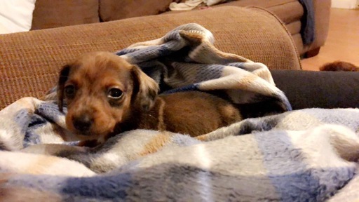 Medium Photo #1 Dachshund Puppy For Sale in MERRY HILL, NC, USA