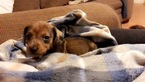 Small Photo #1 Dachshund Puppy For Sale in MERRY HILL, NC, USA