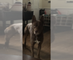 Small Photo #1 Malinois Puppy For Sale in RICHMOND, VA, USA