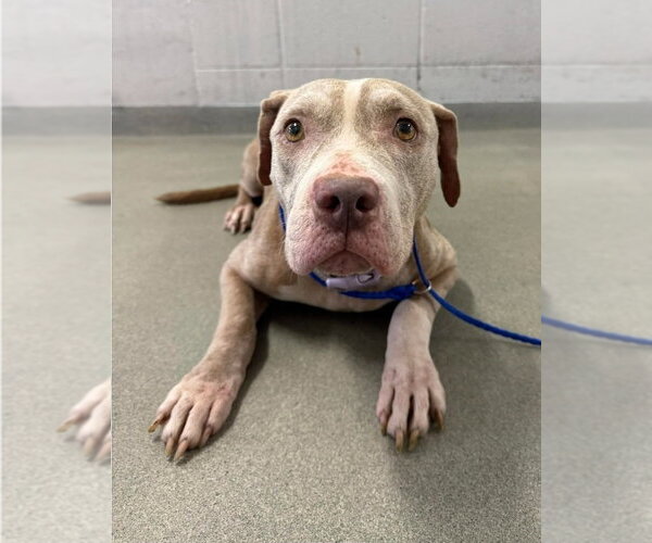 Medium Photo #4 American Staffordshire Terrier-Unknown Mix Puppy For Sale in Lakewood, CO, USA