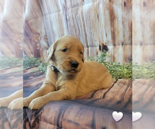 Medium Photo #2 Golden Retriever Puppy For Sale in ONTARIO, CA, USA