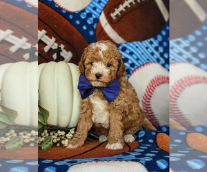 Goldendoodle (Miniature) Puppy for sale in KIRKWOOD, PA, USA