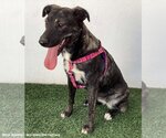 Small Photo #3 Labrador Retriever-Plott Hound Mix Puppy For Sale in San Diego, CA, USA