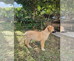 Small #3 Boxer Mix