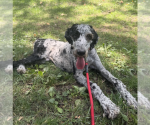 Poodle (Standard)-Unknown Mix Dogs for adoption in Brooklyn, NY, USA