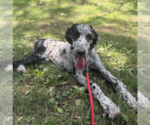Small Poodle (Standard) Mix