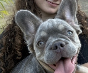 French Bulldog Puppy for sale in SAN ANTONIO, TX, USA