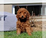 Small Goldendoodle (Miniature)