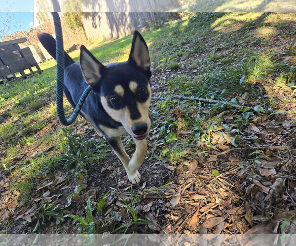 Medium Photo #1 Siberian Husky-Unknown Mix Puppy For Sale in Jackson, MS, USA