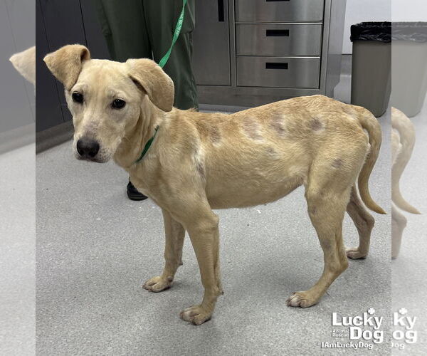 Medium Photo #3 Labrador Retriever-Retriever  Mix Puppy For Sale in Washington, DC, USA