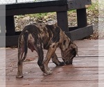 Small Photo #28 Catahoula Bulldog Puppy For Sale in MIAMI BEACH, FL, USA