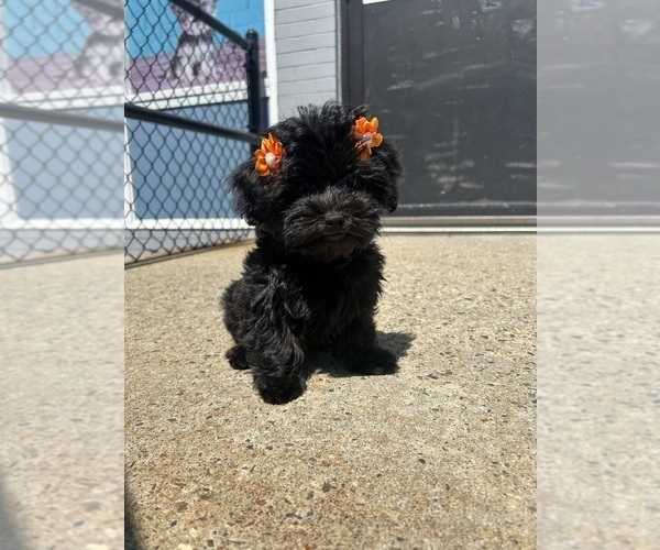 Medium Photo #1 YorkiePoo Puppy For Sale in RANDOLPH, MA, USA