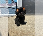 Small YorkiePoo