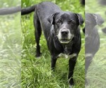 Small #3 Mutt