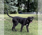 Small #5 Labrador Retriever Mix