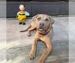 Small Photo #5 Black Mouth Cur-Unknown Mix Puppy For Sale in Boston, MA, USA