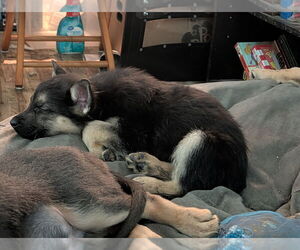 German Shepherd Dog Puppy for sale in MECHANICSVILLE, VA, USA