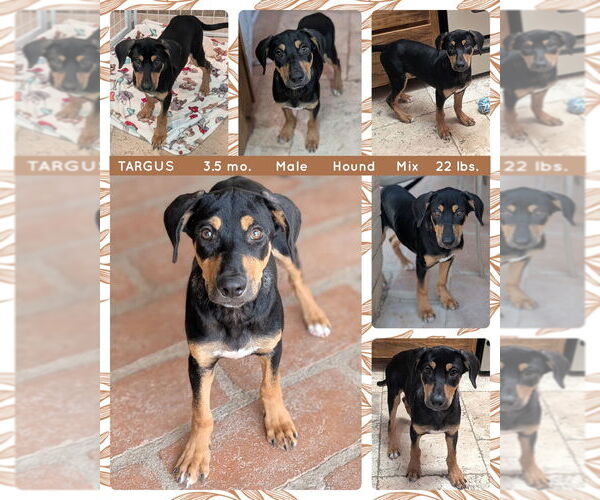 Medium Photo #2 Mutt Puppy For Sale in Mesa, AZ, USA