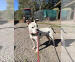 Small American Pit Bull Terrier-Staffordshire Bull Terrier Mix