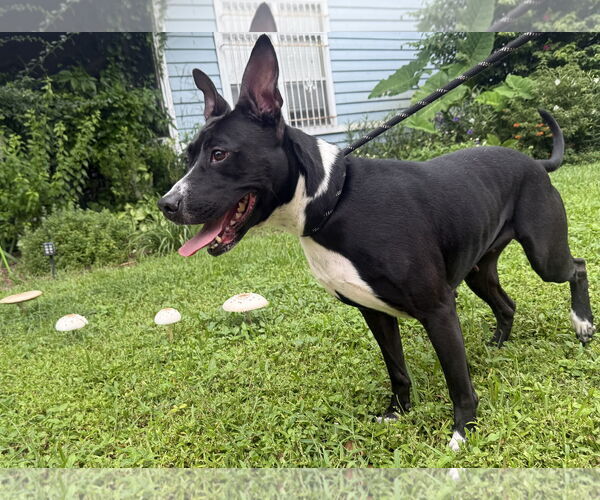 Medium Photo #10 Basenji-Unknown Mix Puppy For Sale in Sanford, FL, USA
