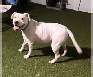 Lola - Female Mutt Dog for Adoption - Photo #17